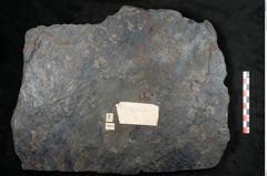 Foto (Detailansicht) von Sigillaria subrotunda Brongniart (NHMW-GEO-2024-0188-11043)